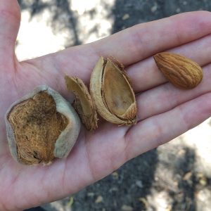 California Almond Board trip from Living Well Kitchen