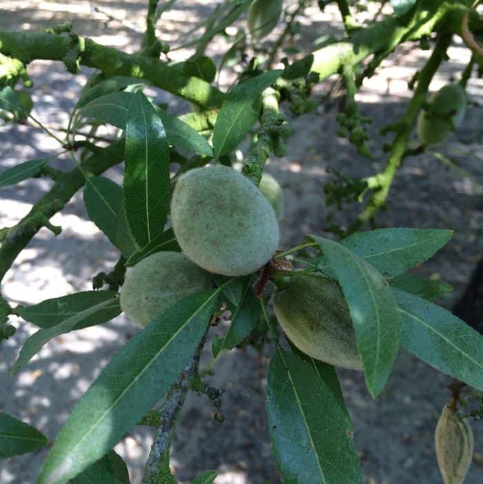 California Almond Board trip from Living Well Kitchen