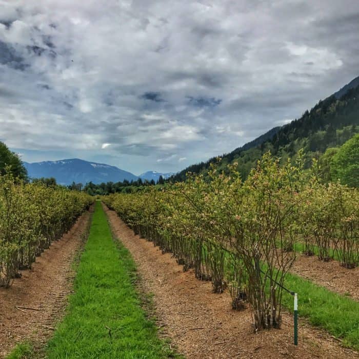 Adventures at Cascadian Farm from Living Well Kitchen