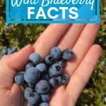 hand holding wild blueberries