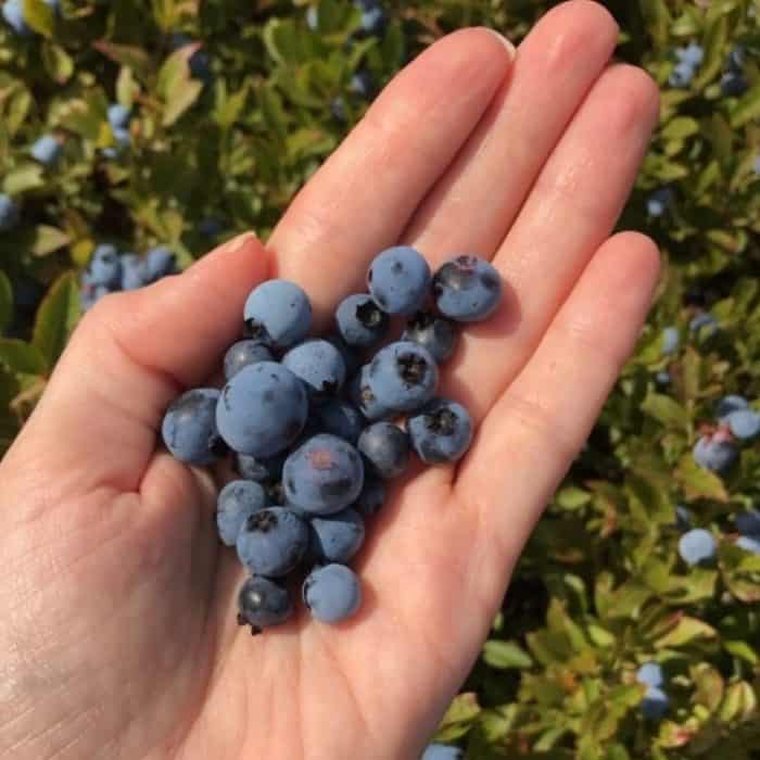 hand holding fresh wild blueberries in a wild blueberry barren in Maine