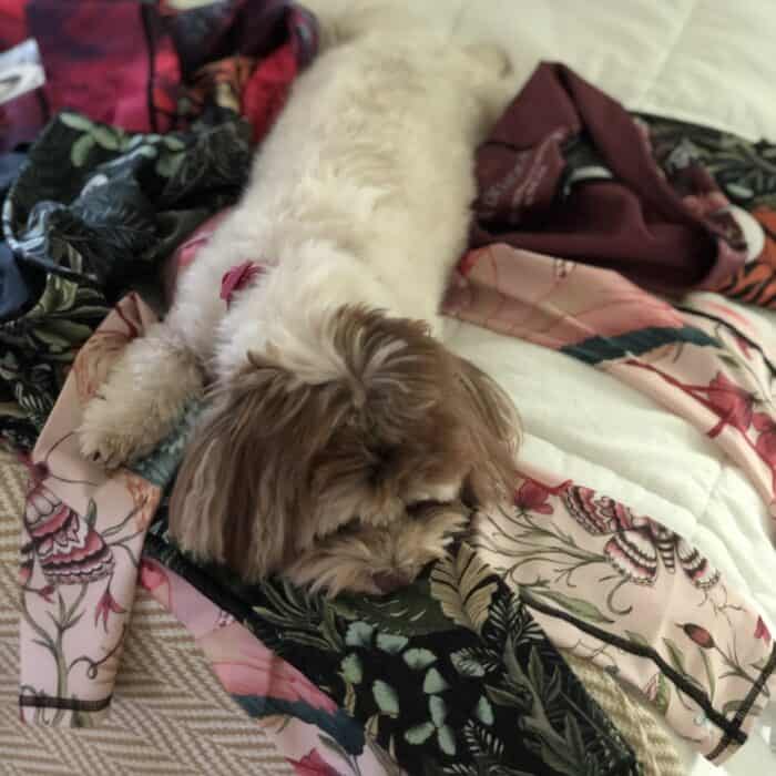 dog laying on top of yoga pants on a bed