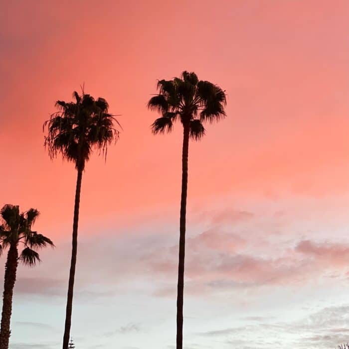 pink sunset sky with dark palm trees