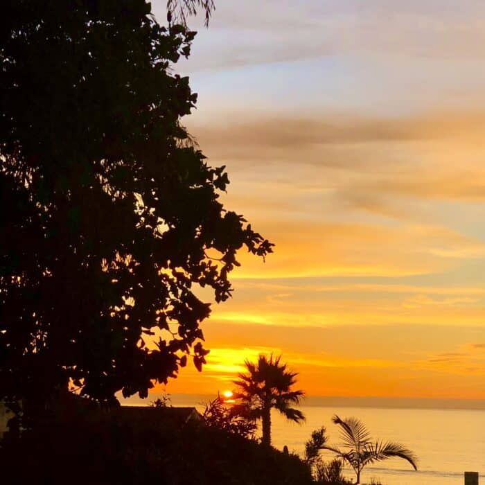 pacific ocean sunset with shaded trees