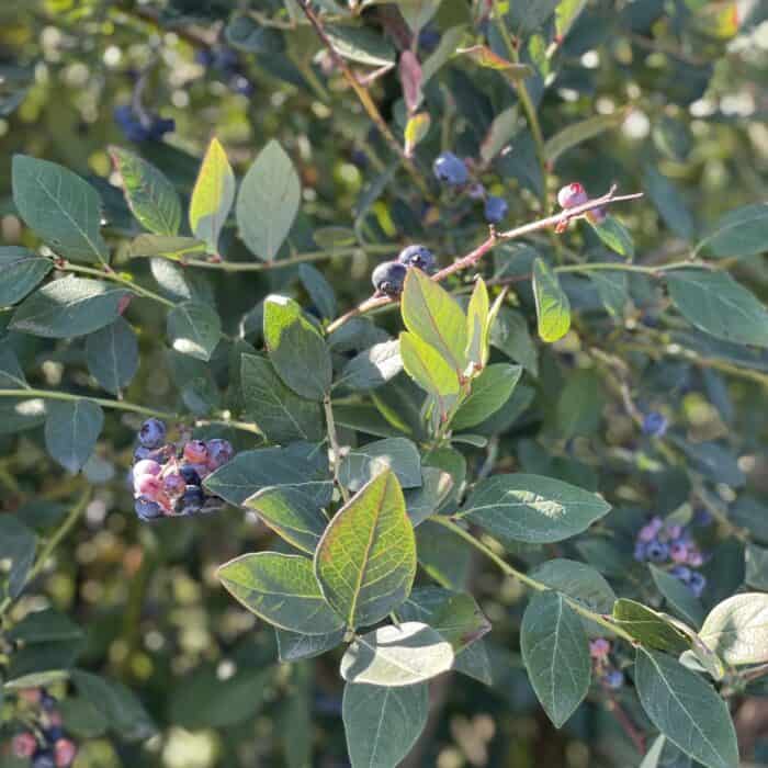 close up photo of a blueberry bush with blueberries