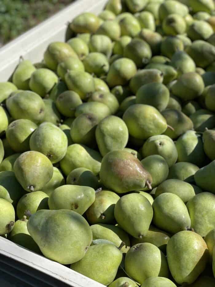 container of green pears