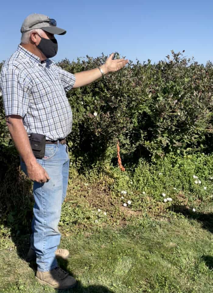 farmer standing in front of blueberry bushes
