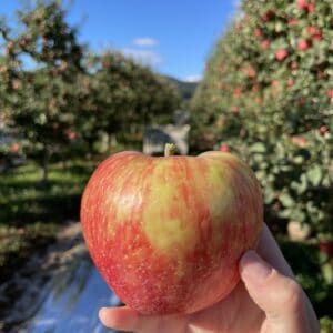 hand holding an apple in front of apple trees