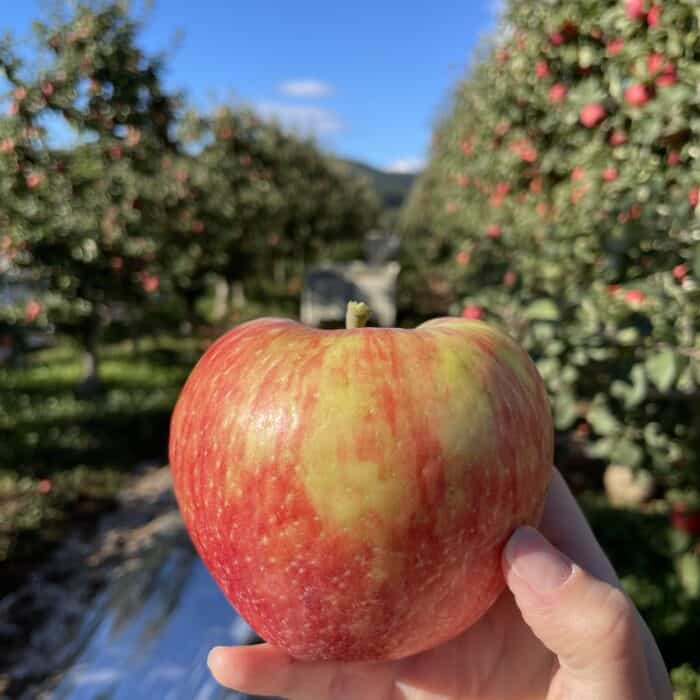 Should I Buy Organic Apples?