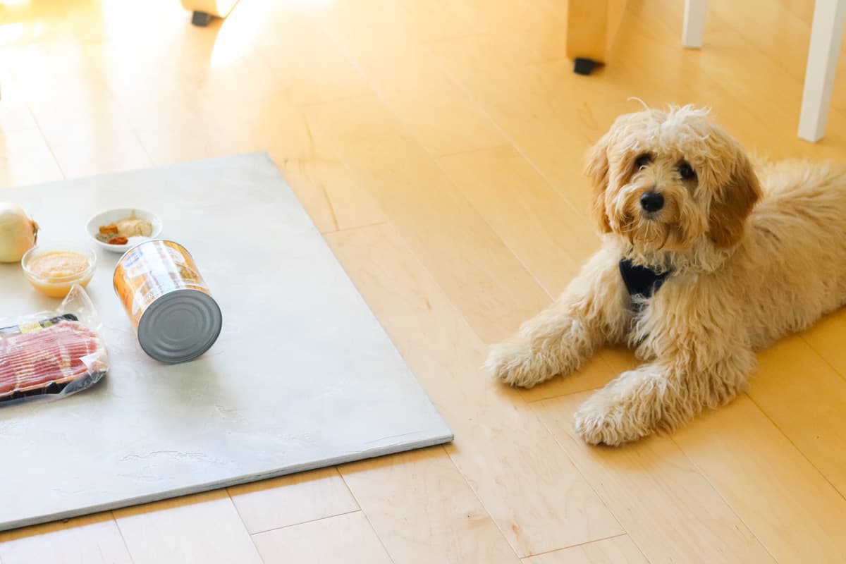 small puppy looking at the camera and lying down next to a board with pumpkin, bacon, spices, apple sauce, and onion