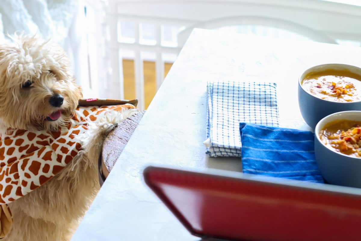 puppy with a giraffe neck collar resting his paws on a stool looking at a board with soup and napkins