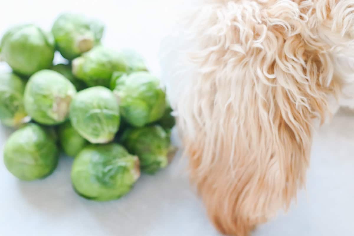 a puppy sniffing a pile of Brussels sprouts