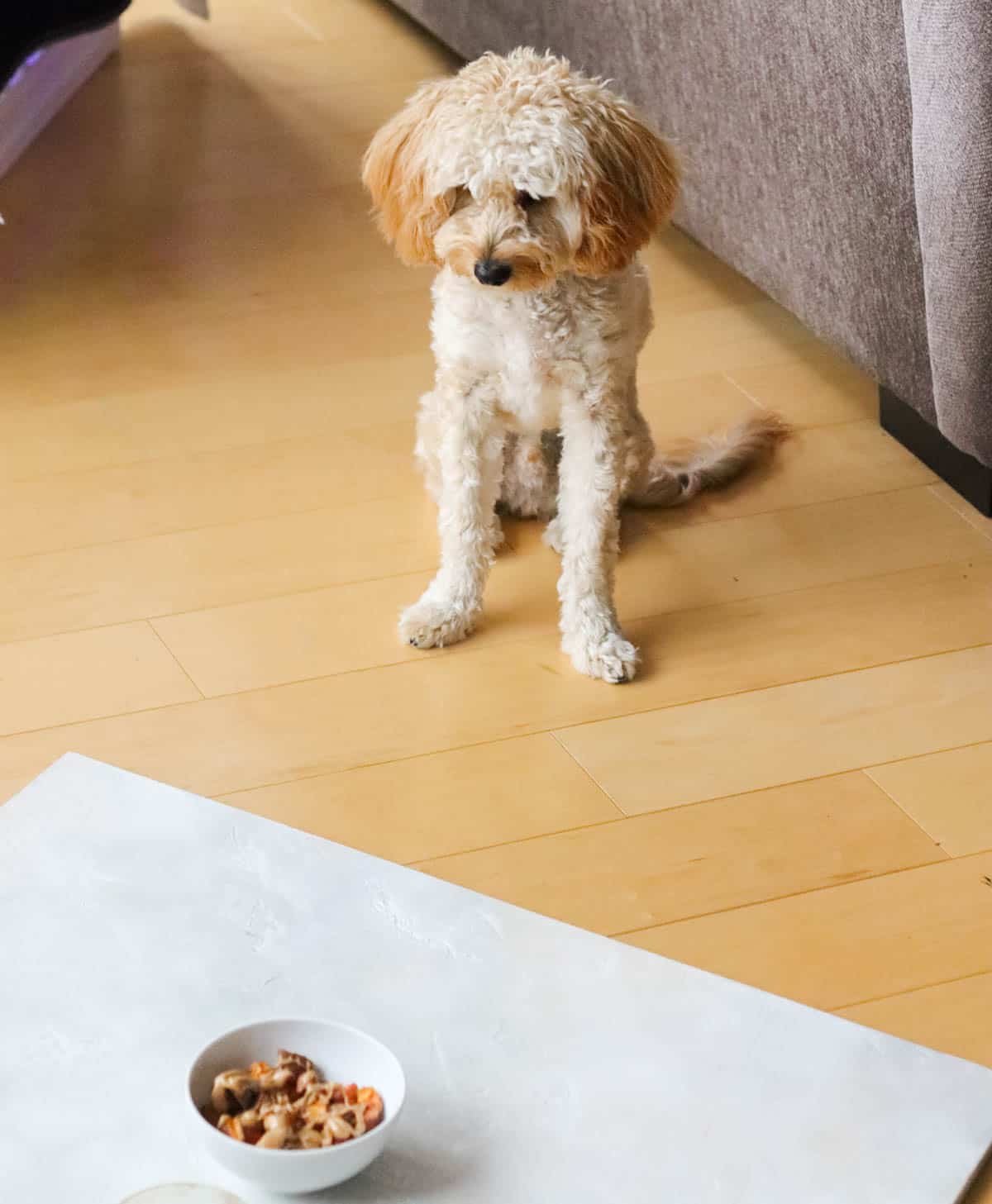 cavapoo puppy looking down at a bowl of sweet potatoes and peanut butter