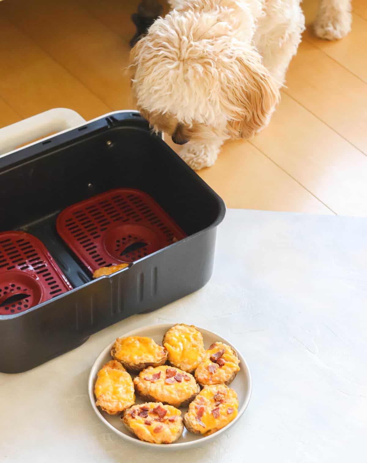a cavapoo puppy looking into the basket of an air fryer next to a plate with twice baked potatoes