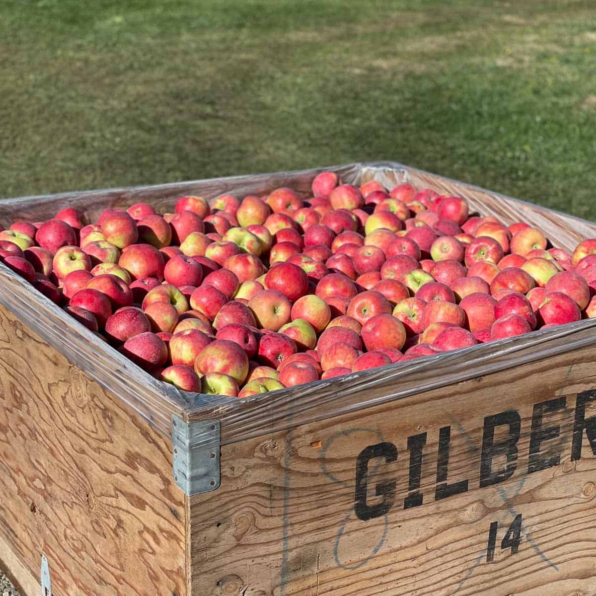 wooden crate of fresh apples in an apple orchard.