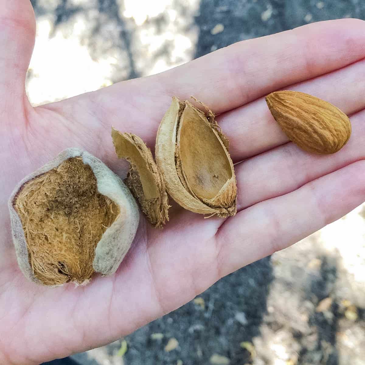 hand holding a whole fresh almond with the hull and shell.